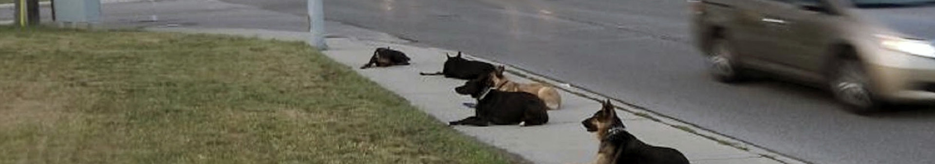 dogs sitting on sidewalk